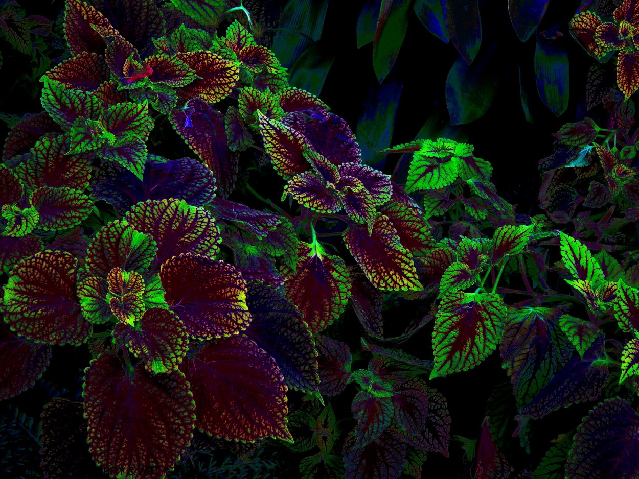 Колеус Coleus Juliet Quartermain