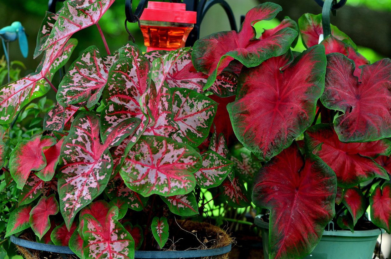 Каладиум Cherry Tart