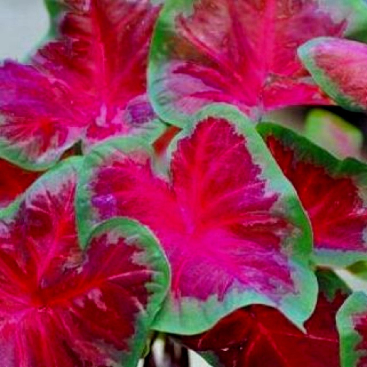 Каладиум бабл