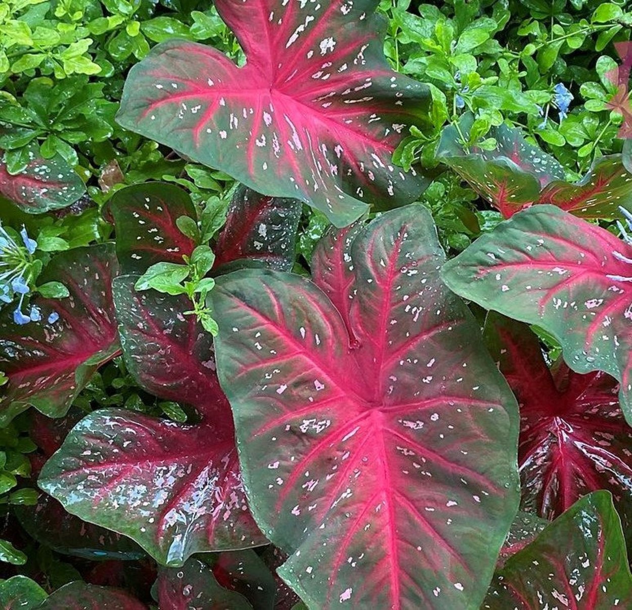 Каладиум Freida Hemple