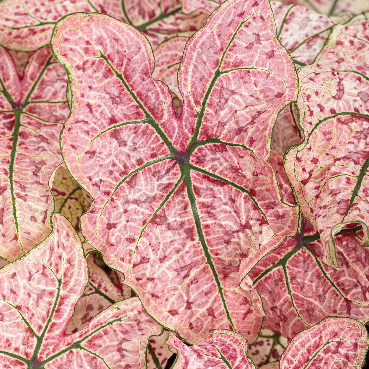 Каладиум Флорида Элис