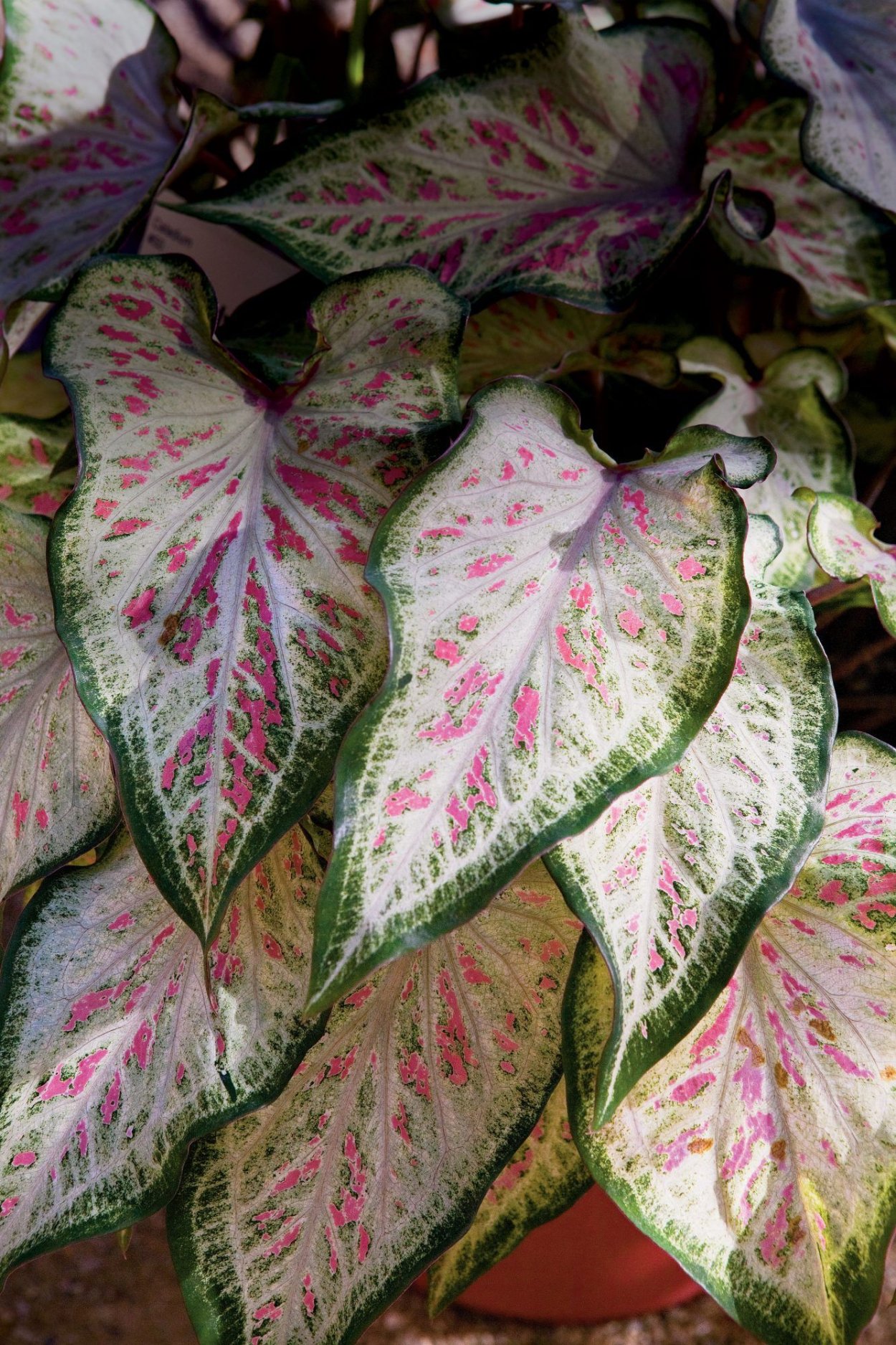 Caladium hortulanum