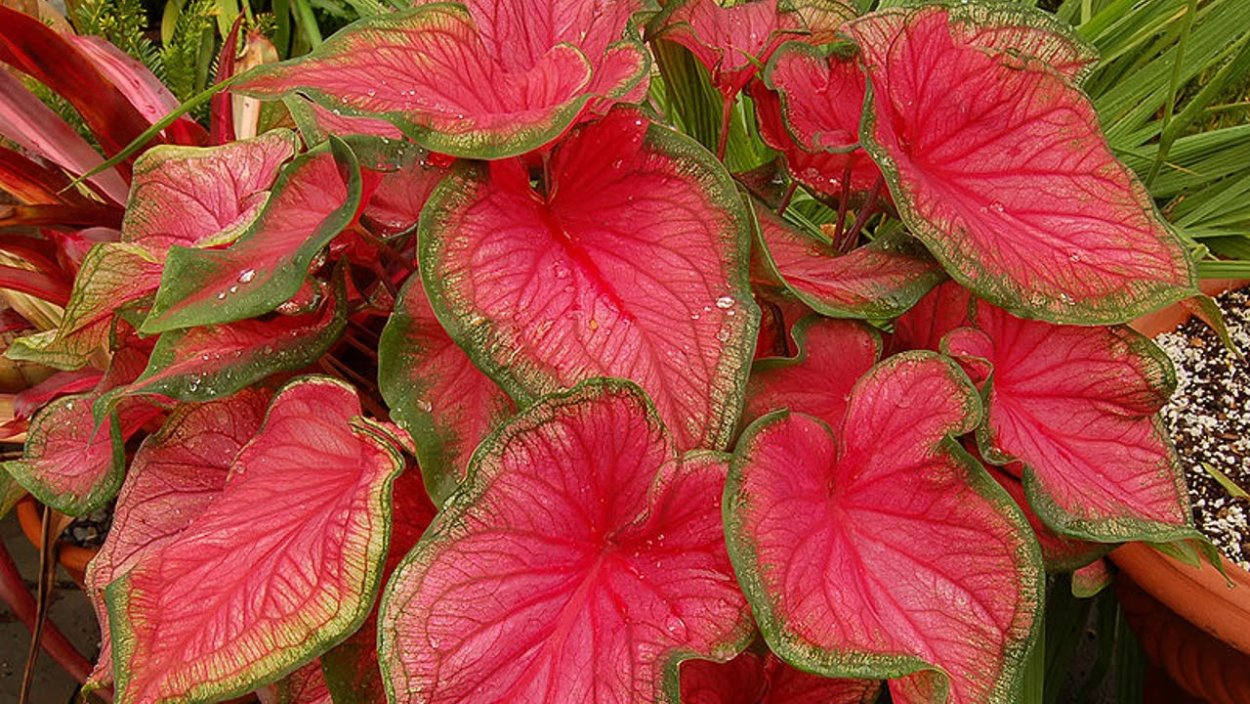 Каладиум Pink Symphony