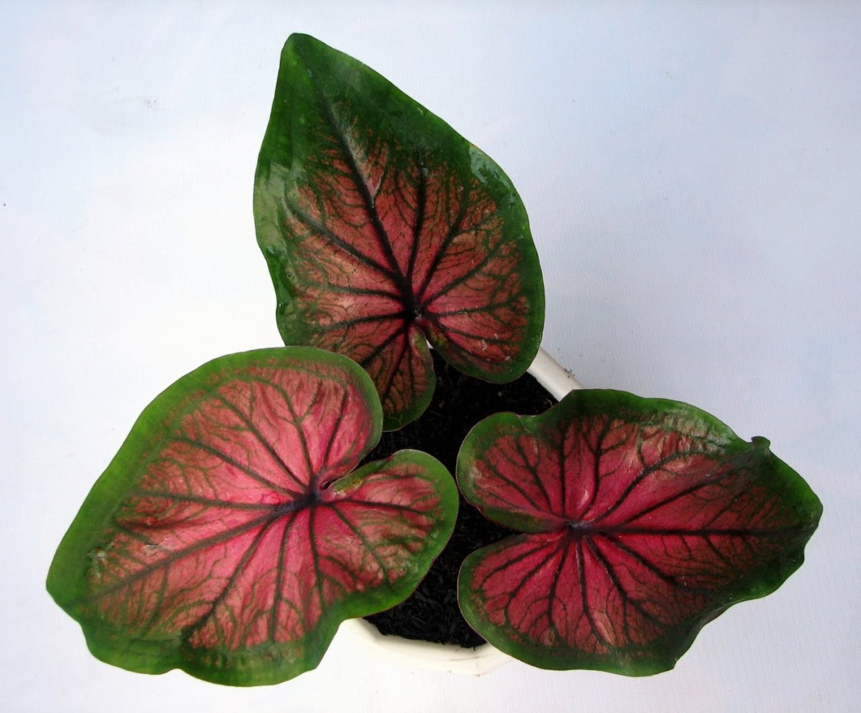 Каладиум Кэролин ВАРТОН