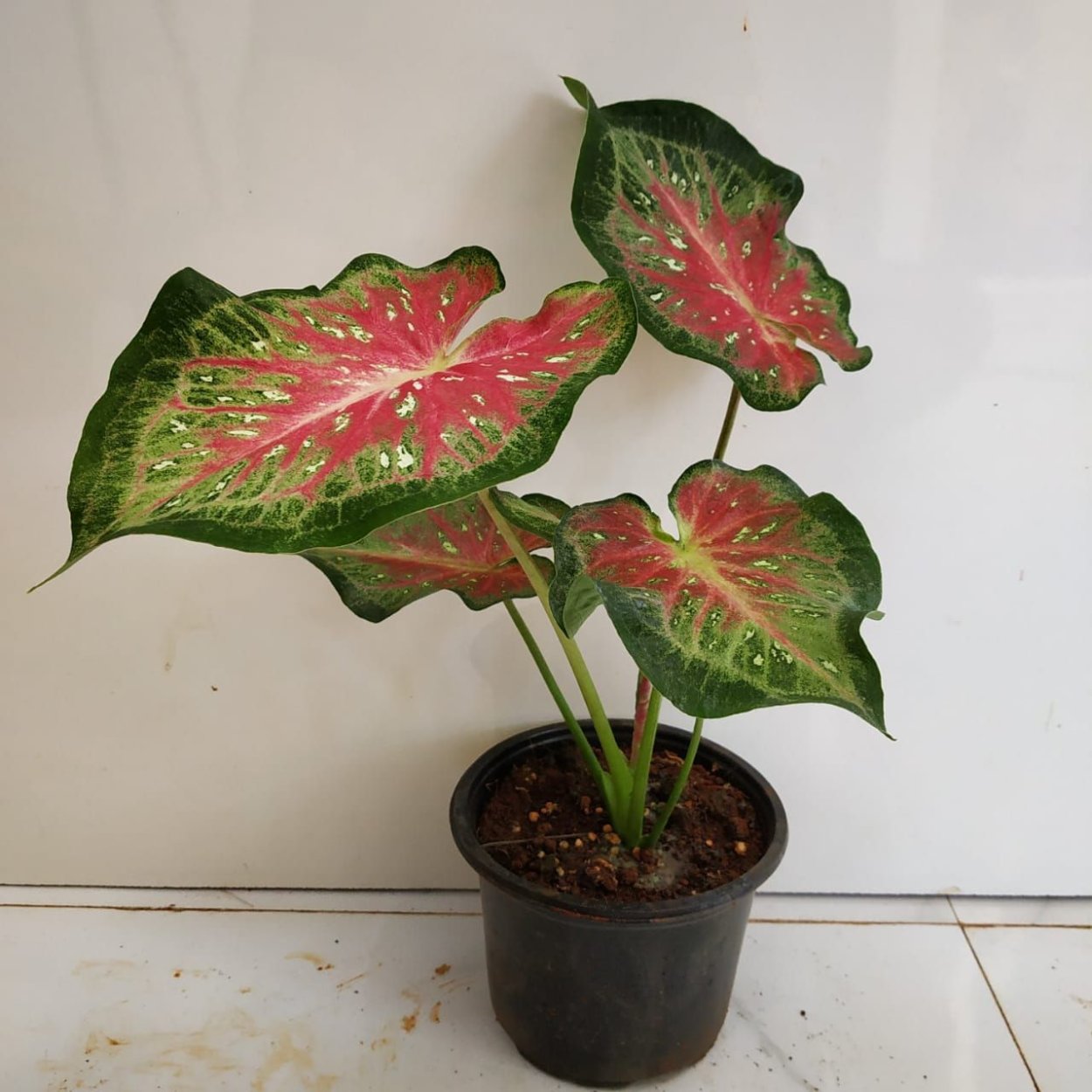 Каролин Вортон каладиум