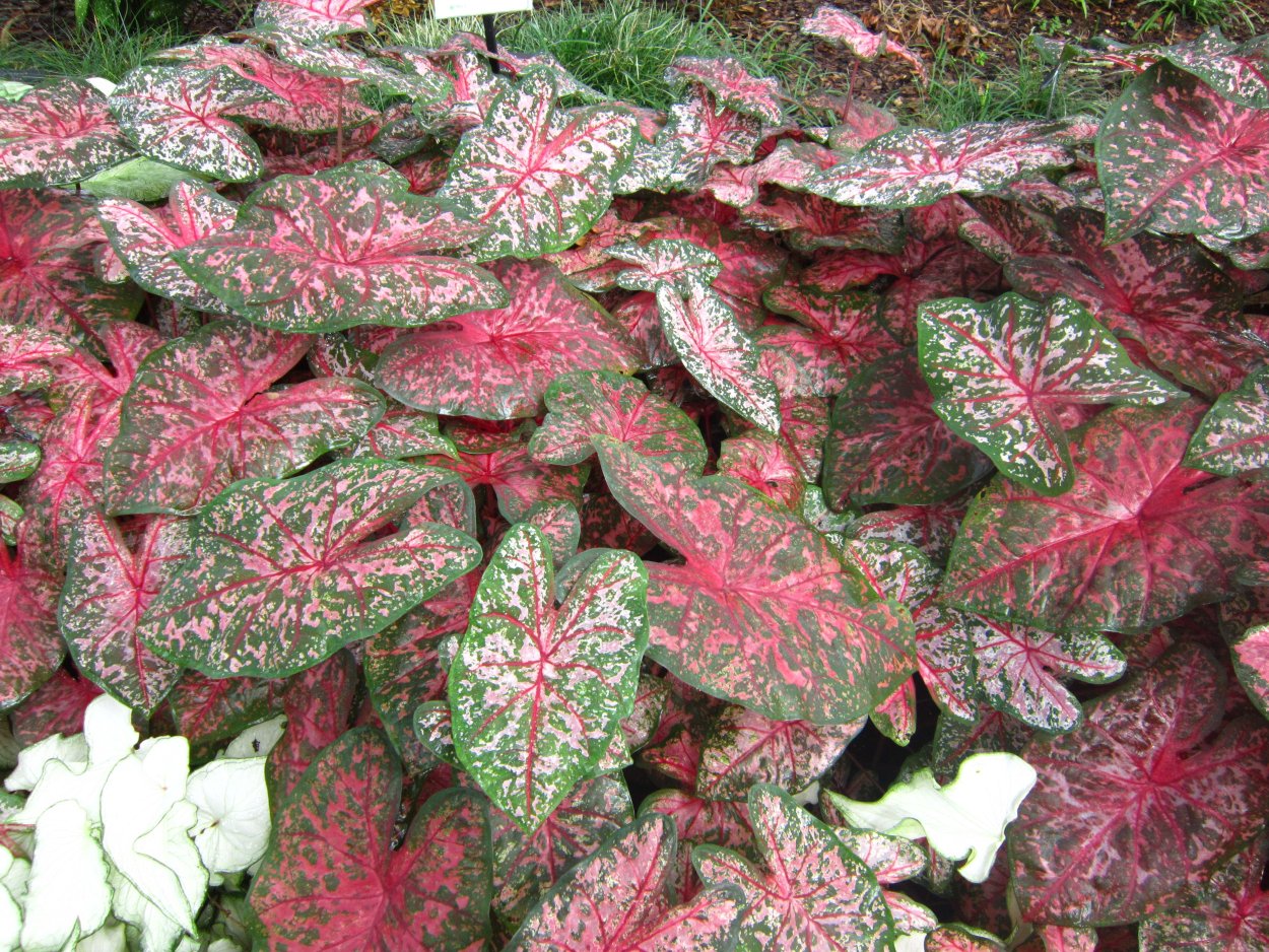 Каладиум Fiesta