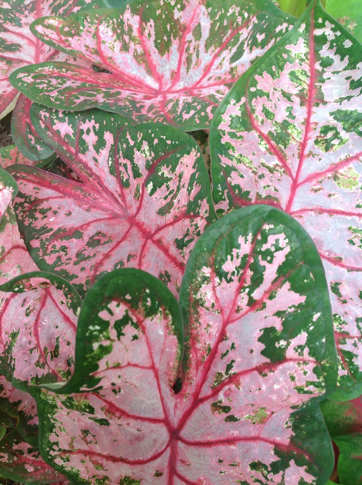 Каладиум королин Вортон