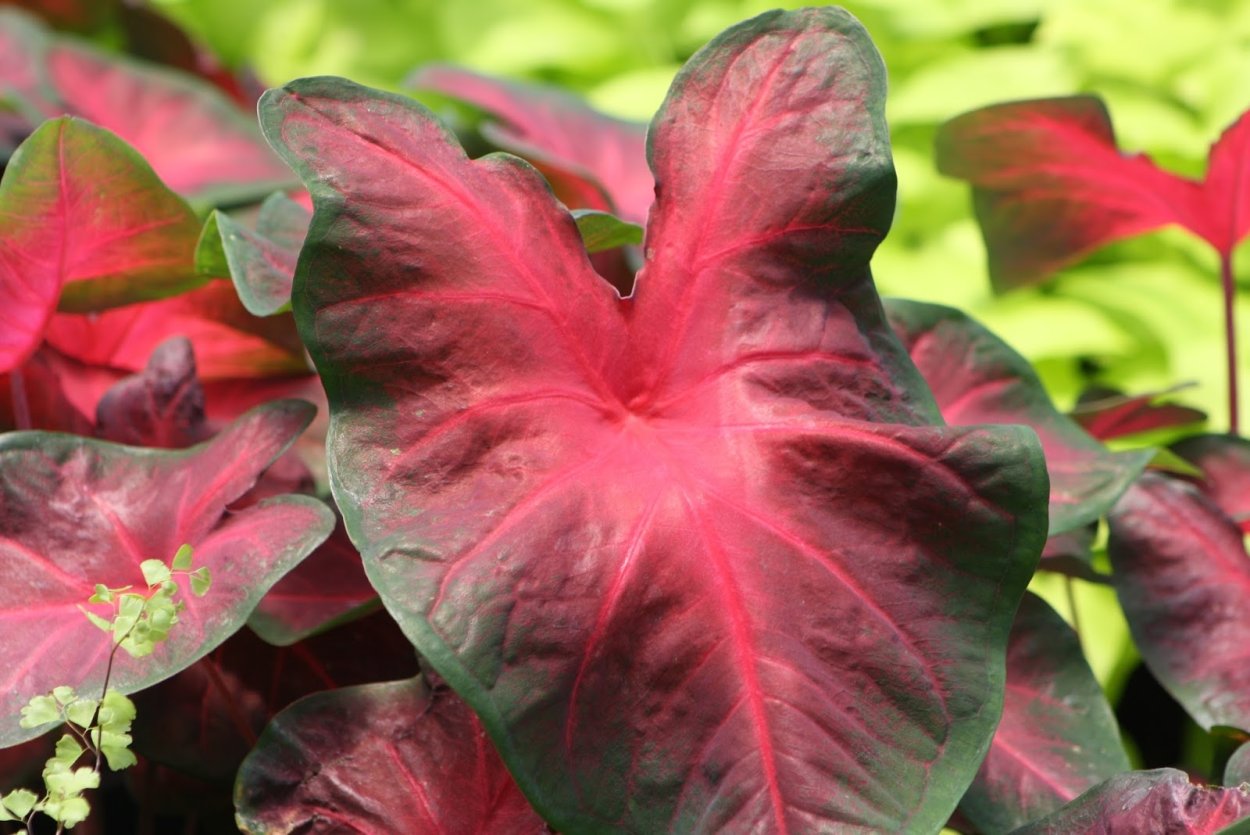 Каладиум Келли