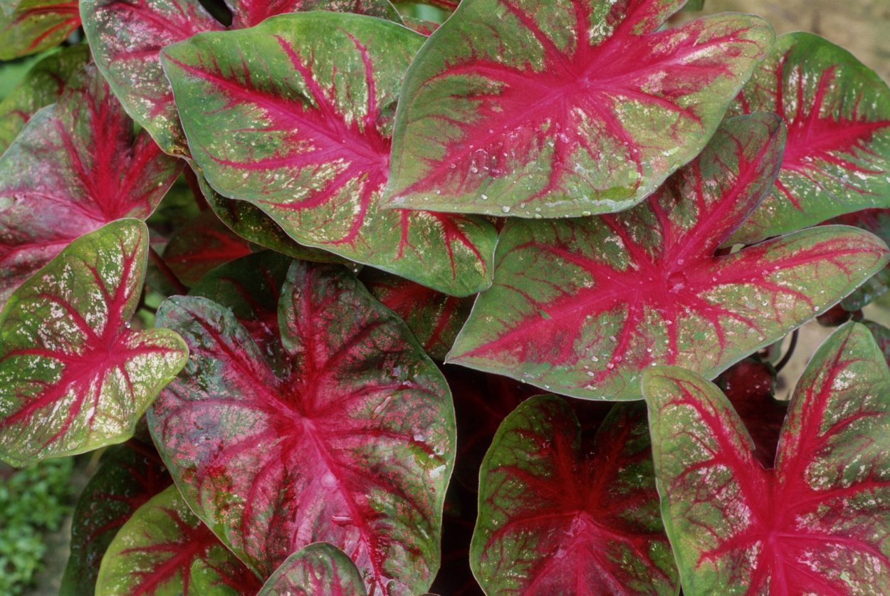 Каладиум Флорида Элис