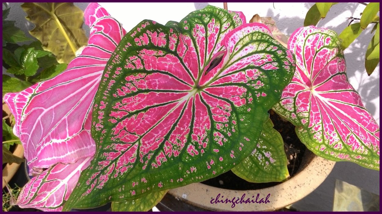 Каладиум Тай Бьюти