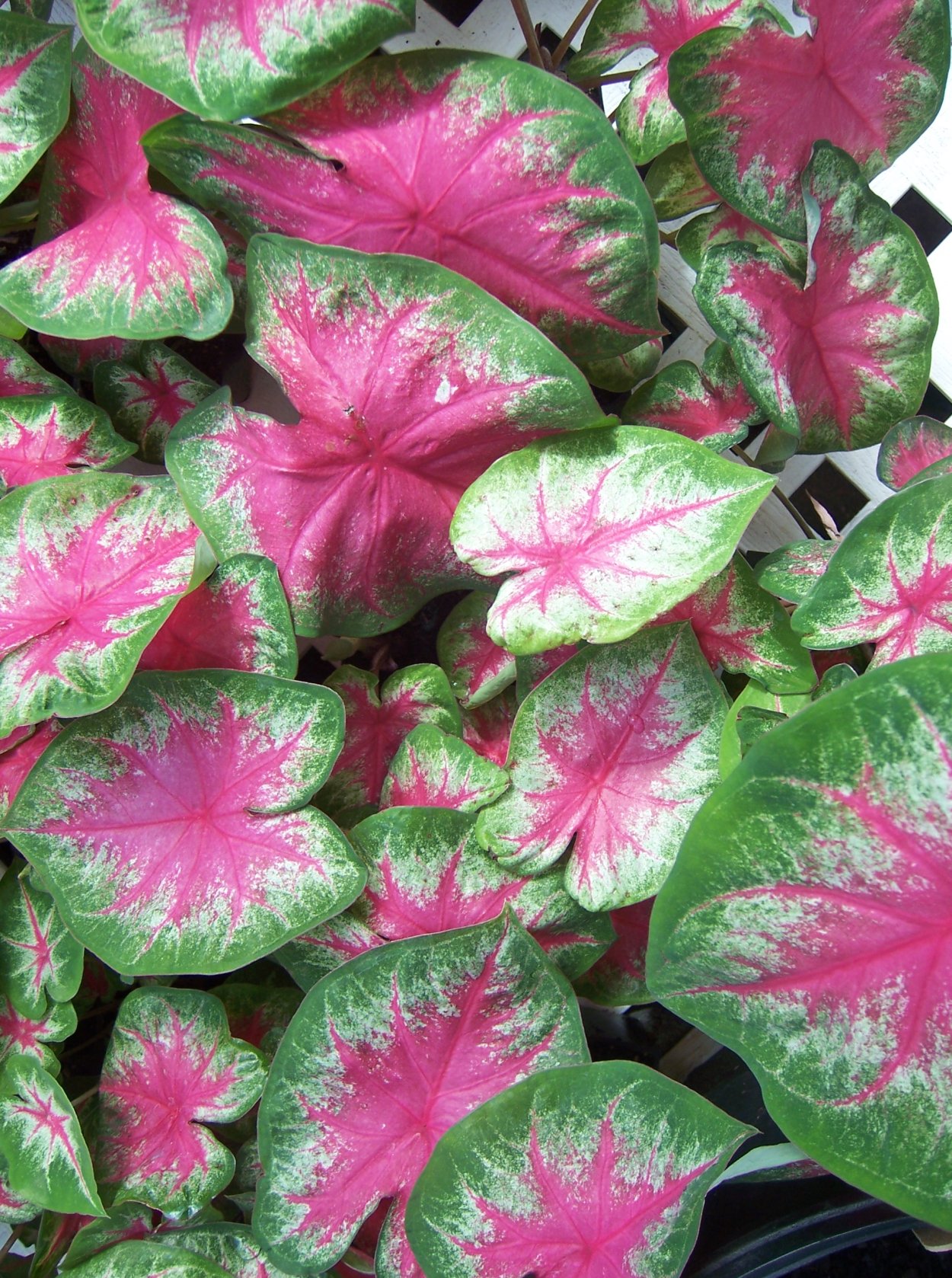 Каладиум Royal Flush