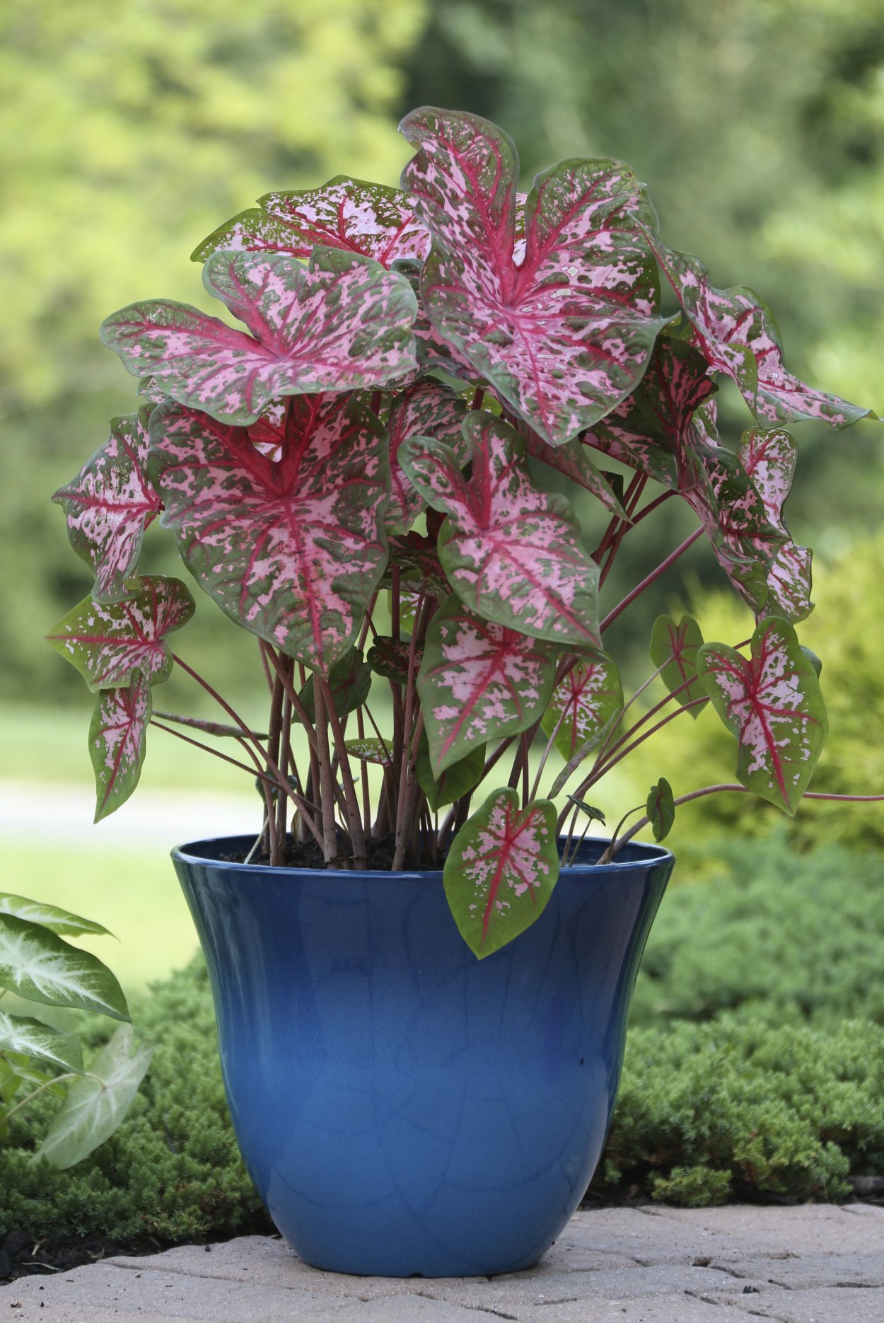 Каладиум Виолацеум