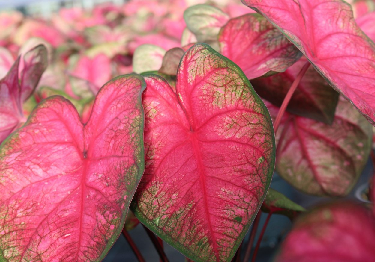 Каладиум Fiesta