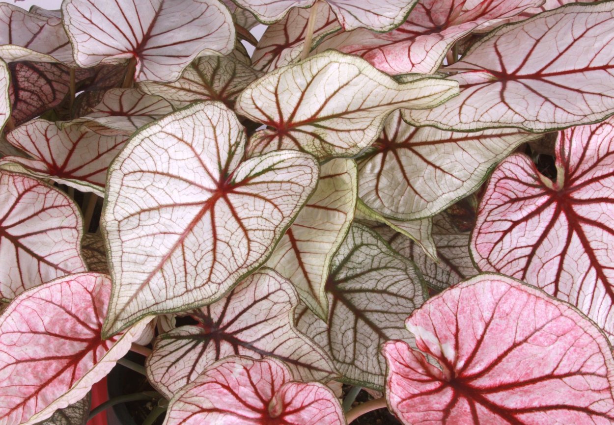 Каладиум Fantasy