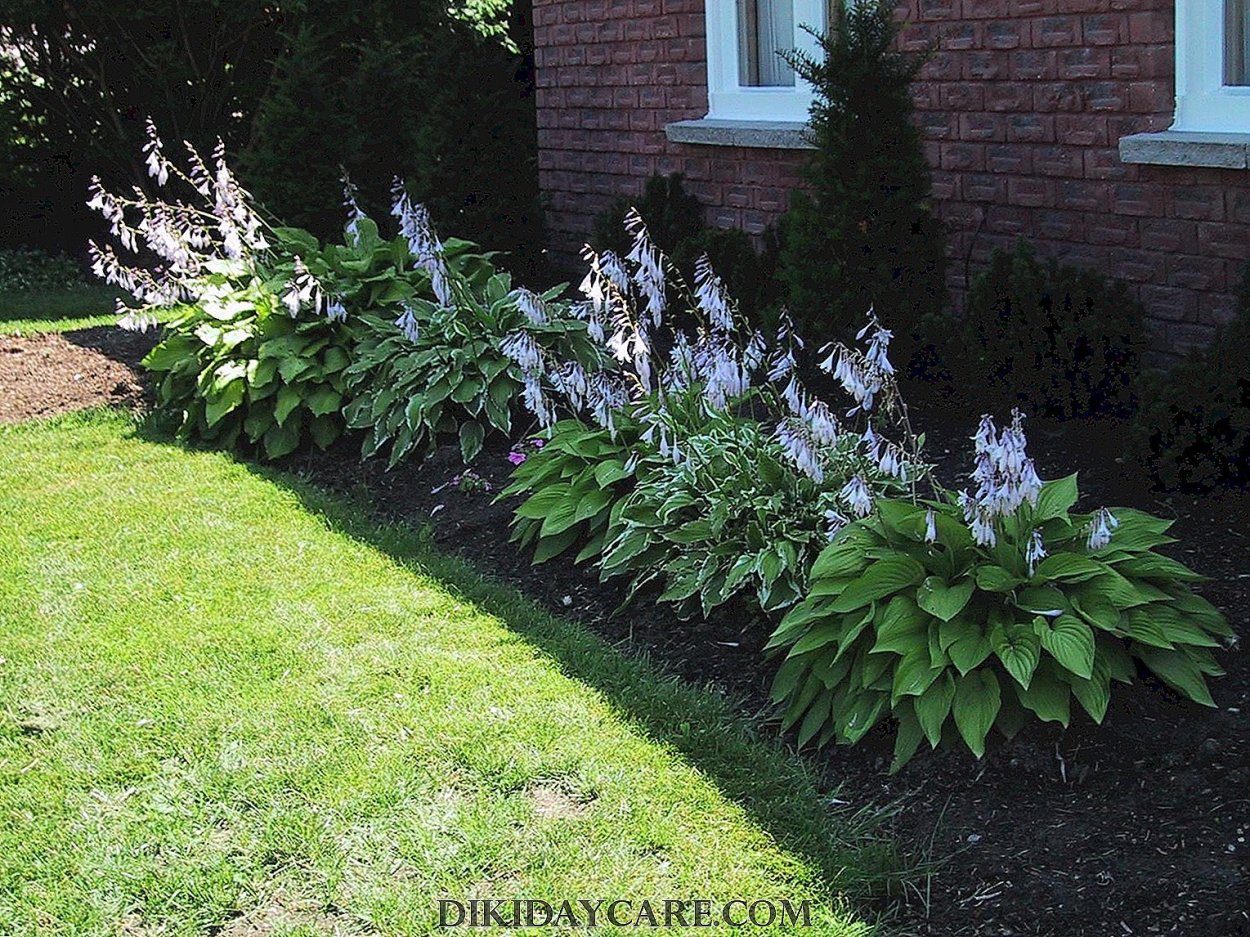 Бордюр астильба с хостой