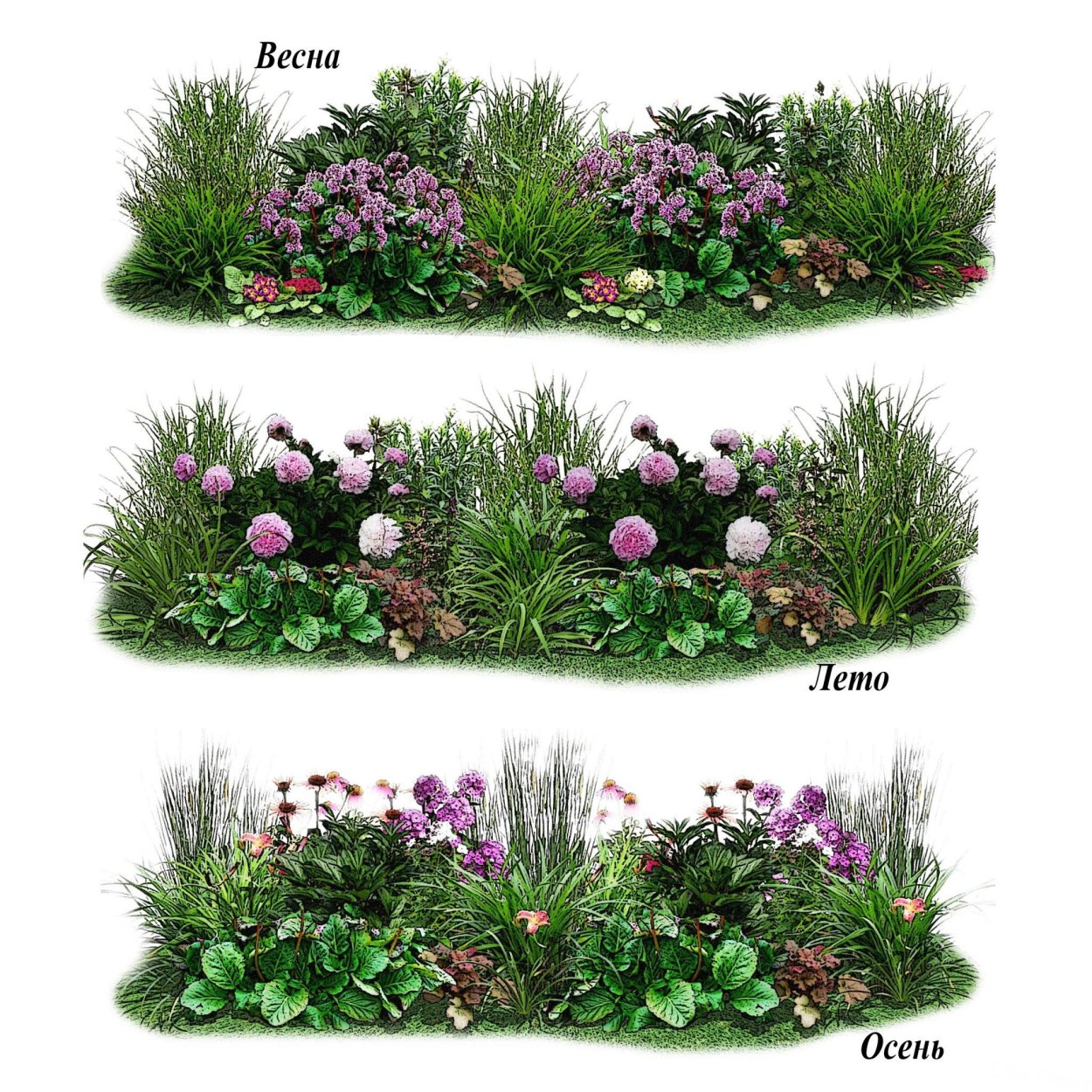 Миксбордер непрерывного цветения