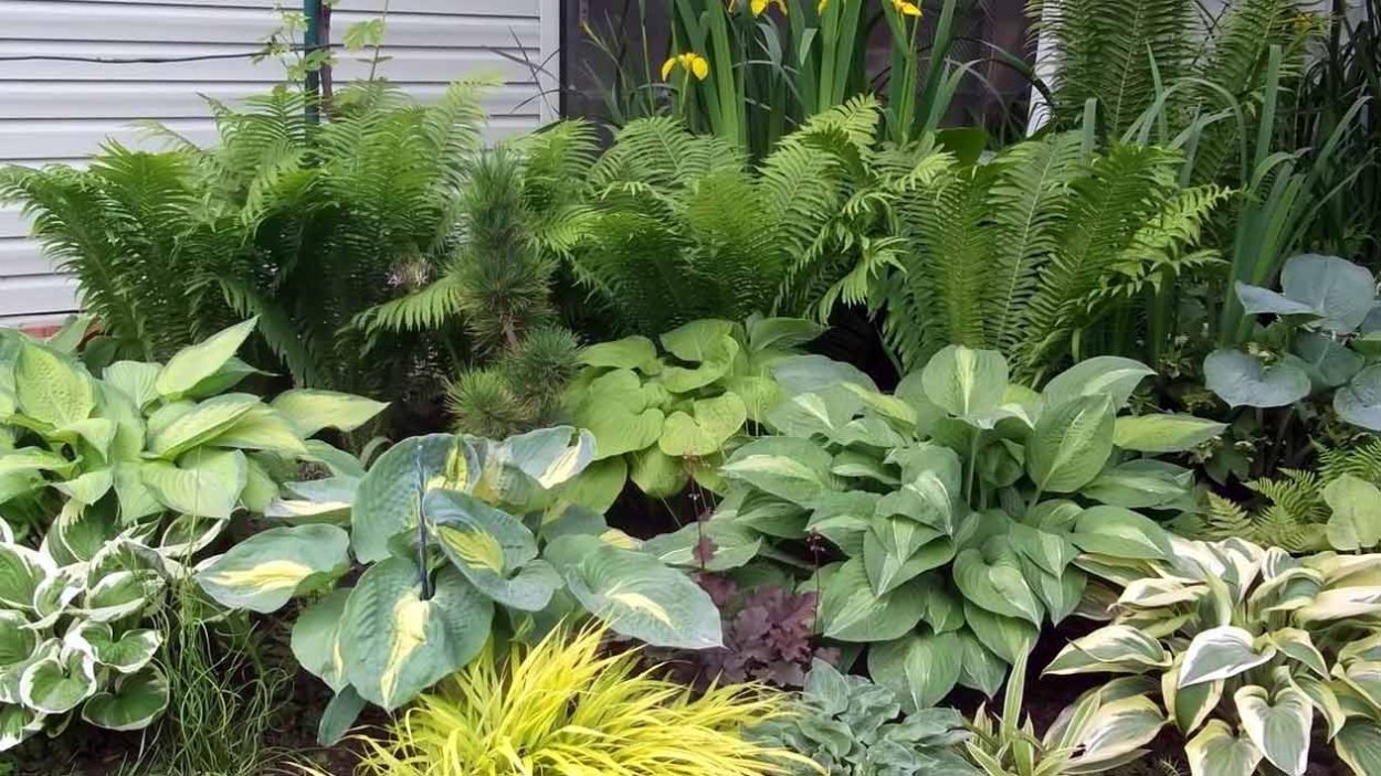 Хоста лилейник миксбордер