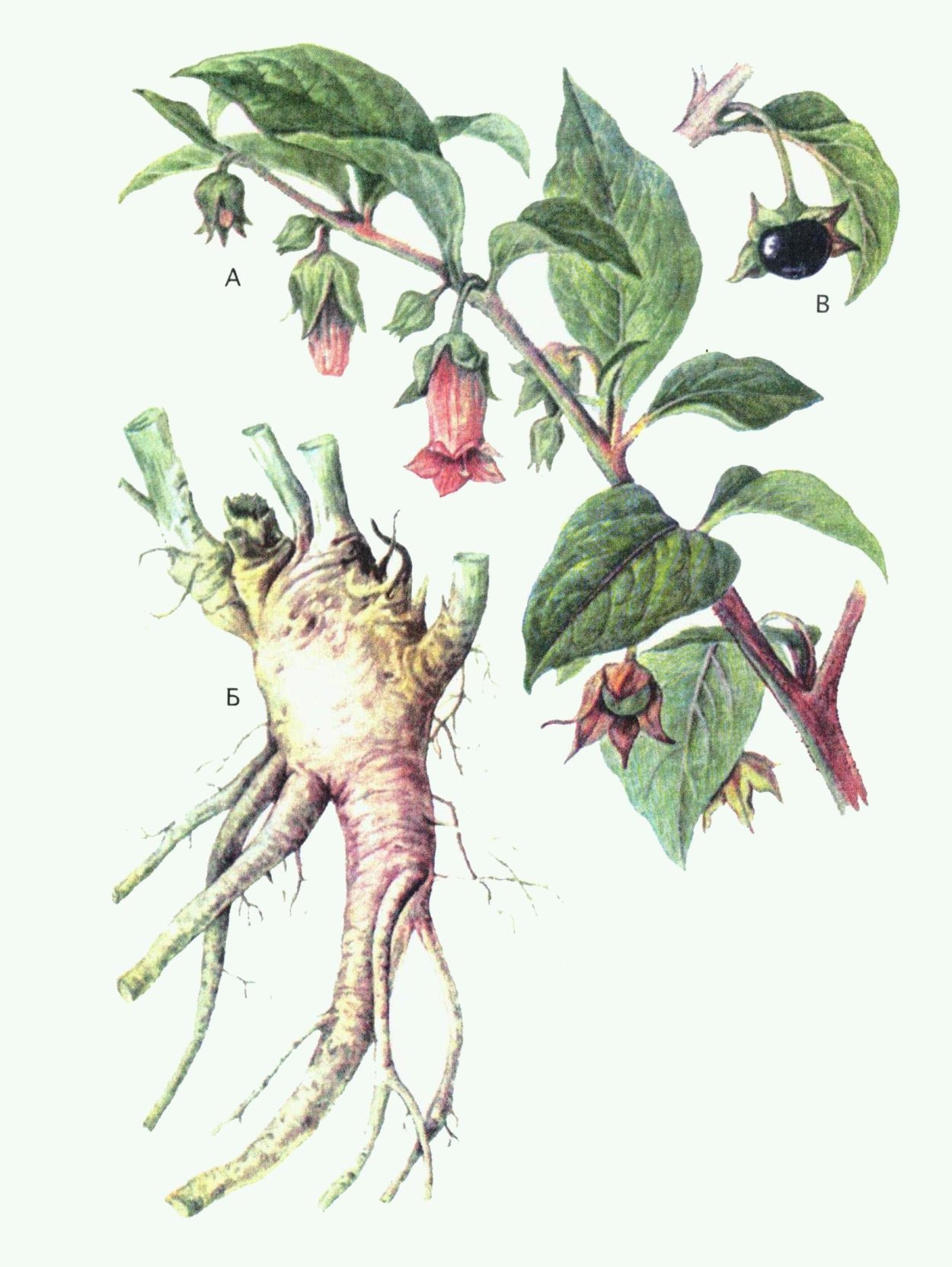 Красавка белладонна Фармакогнозия