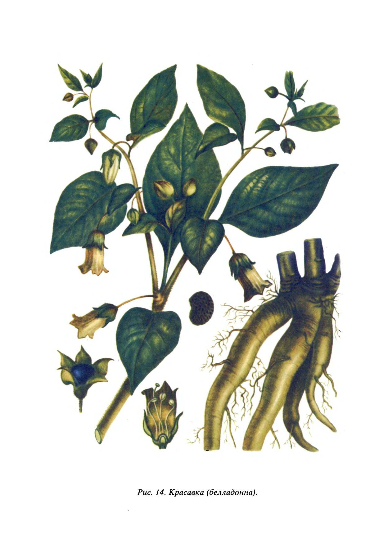 Красавка белладонна растение