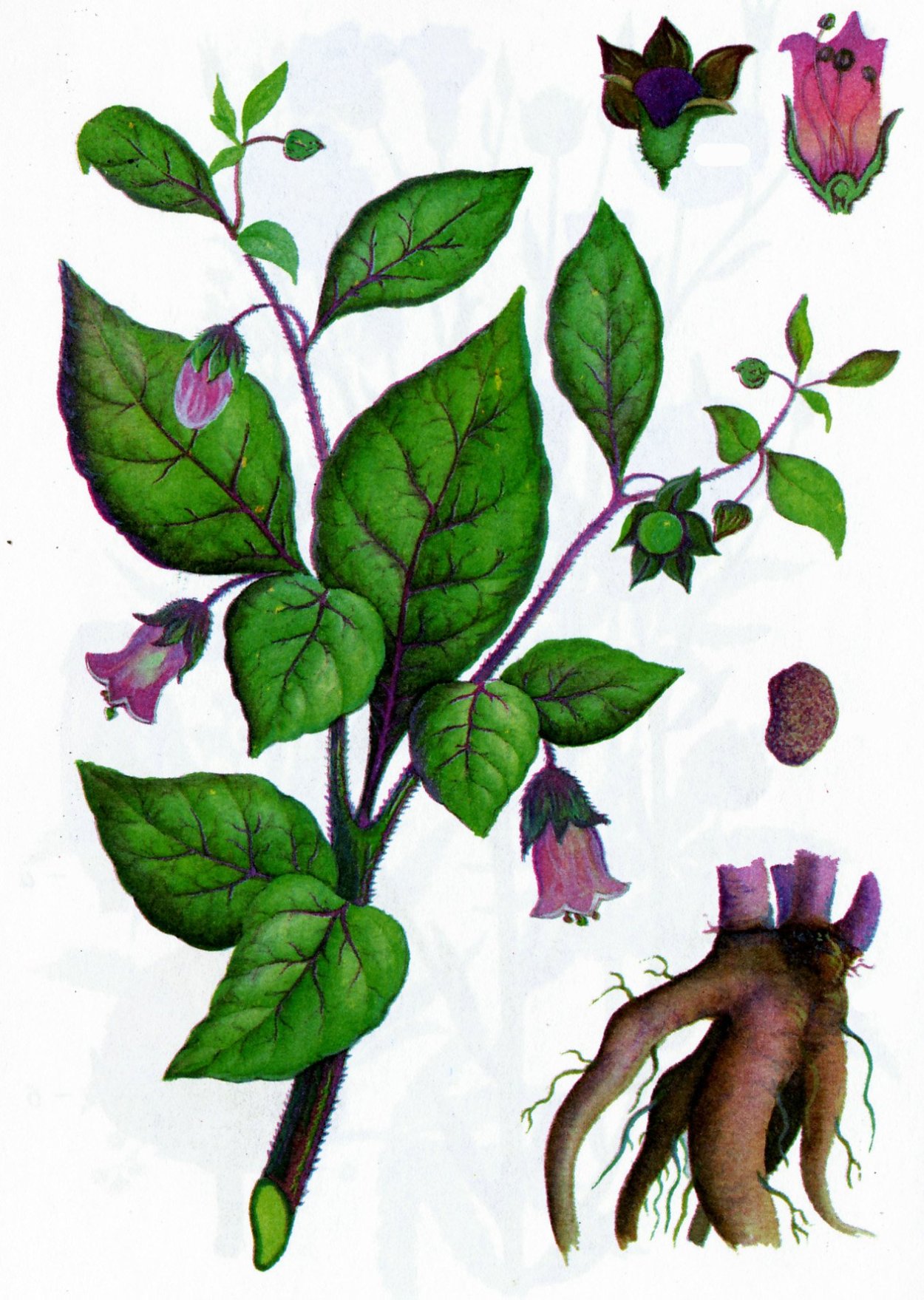 Atropa Belladonna растение