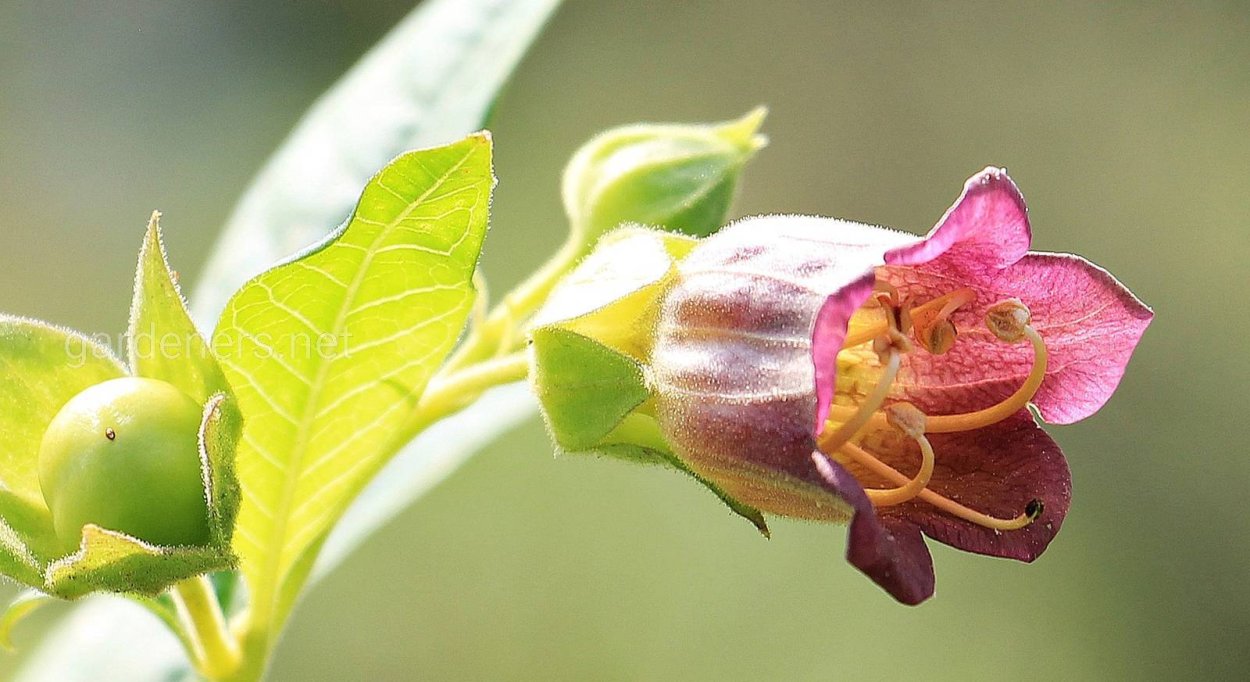 Красавка белладонна