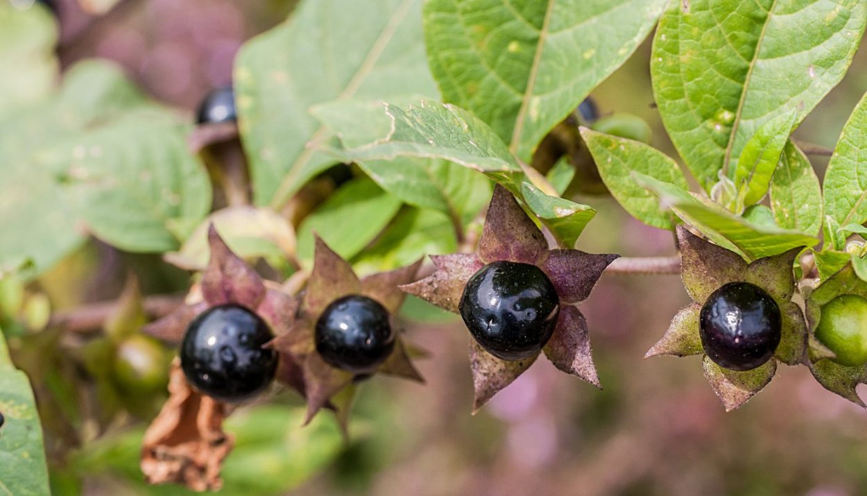 Красавка белладонна