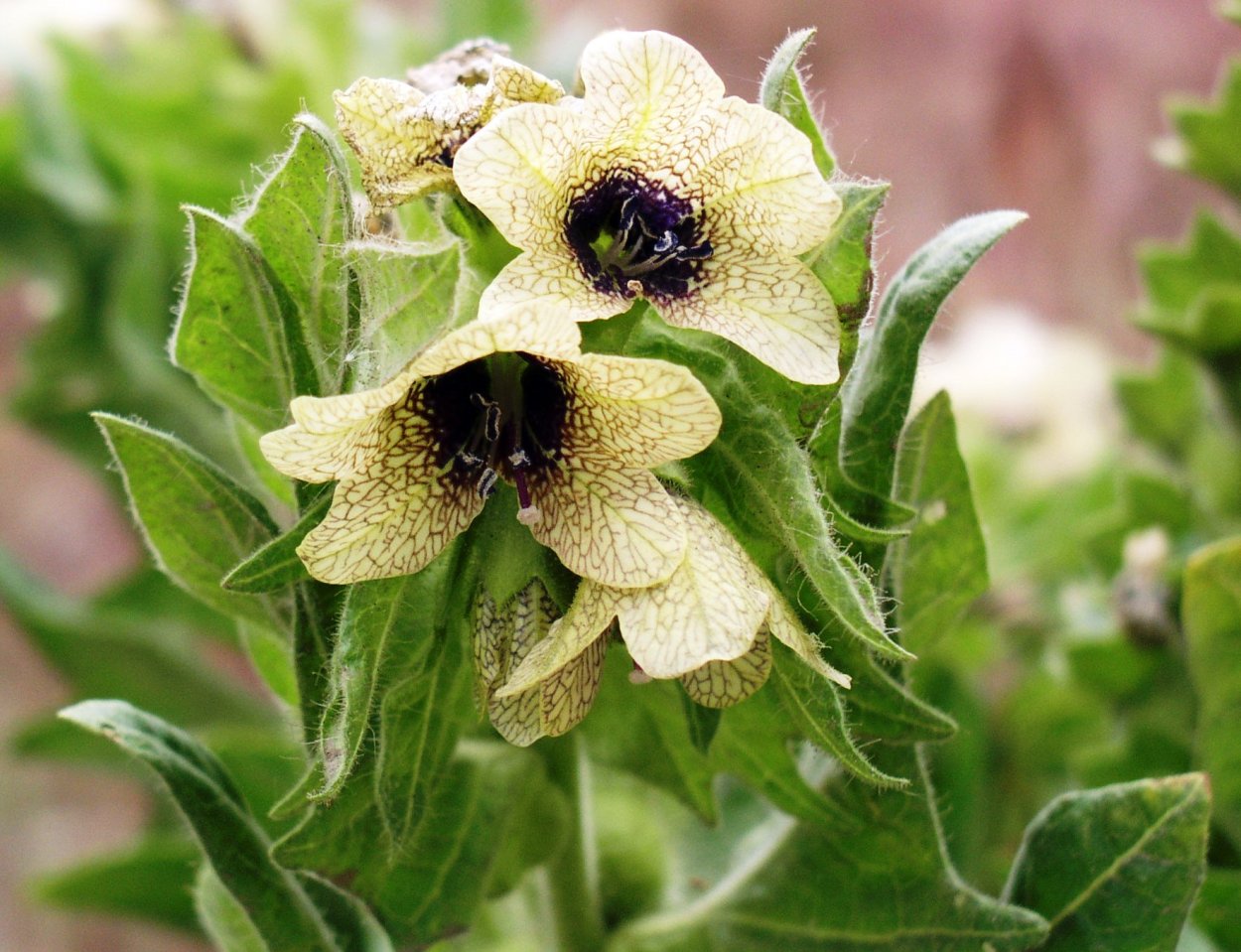 Красавка белладонна