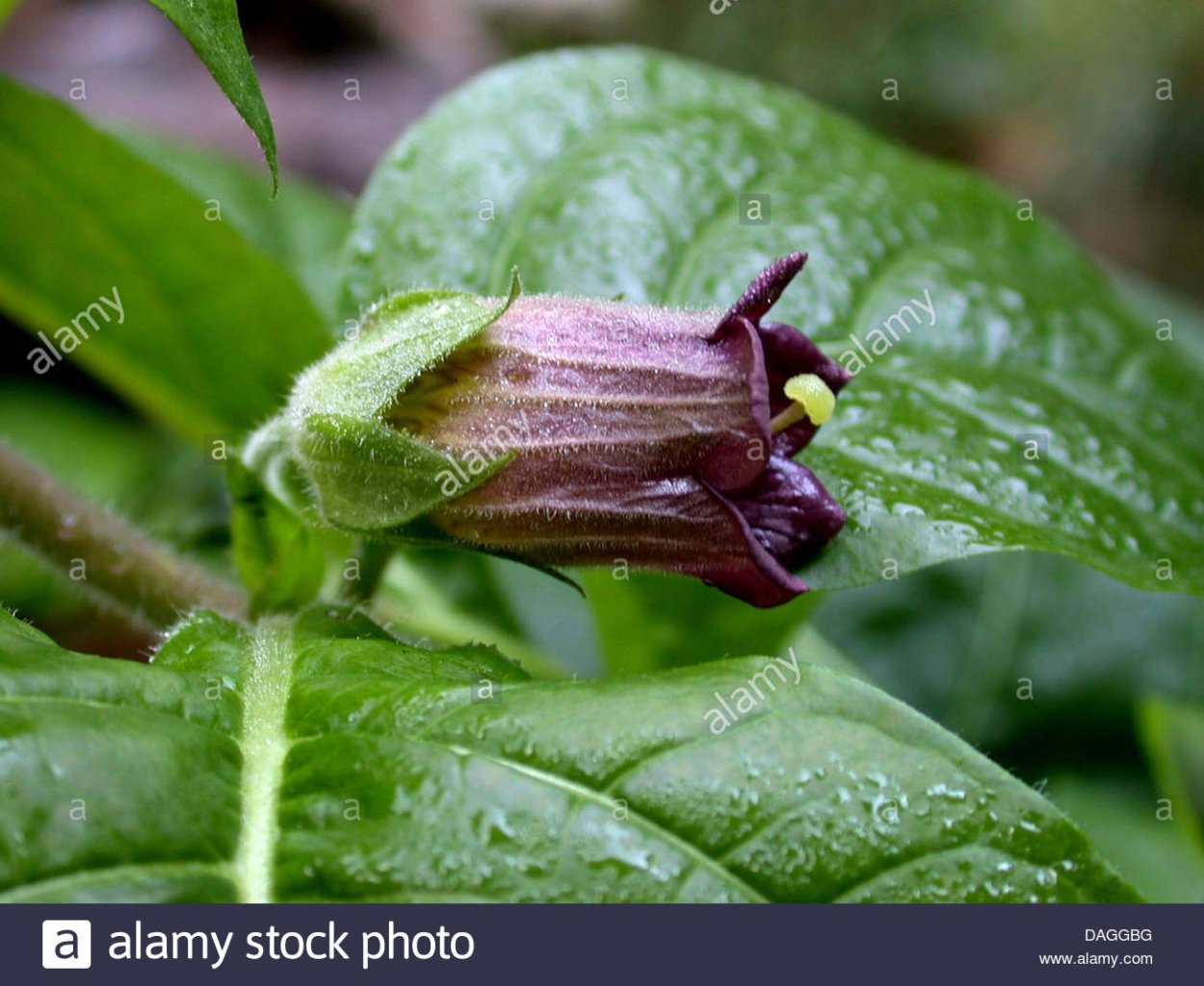 Красавка белладонна Atropa Belladonna