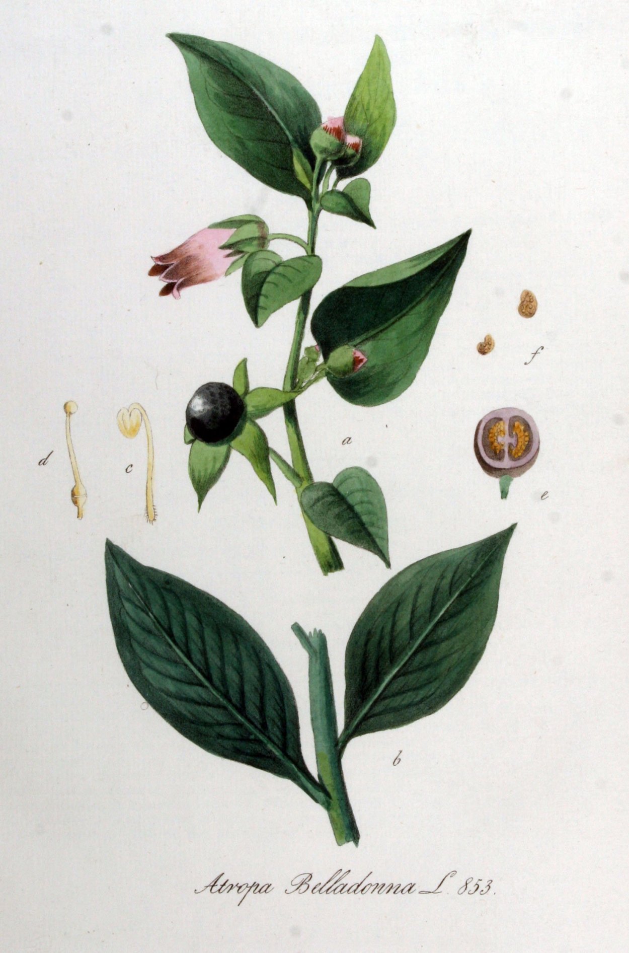 Белладонна красавка обыкновенная