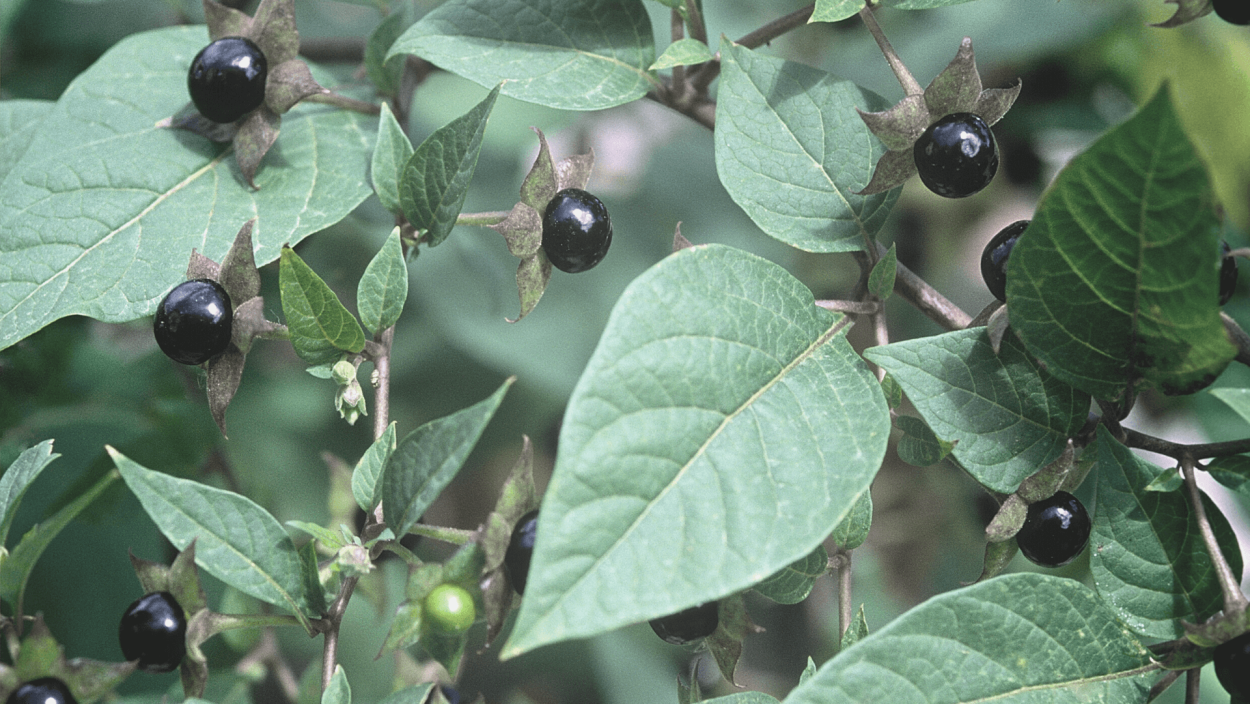 Белена черная (Hyoscyamus Niger)