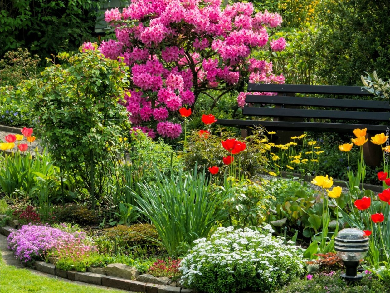 Рододендрон в ландшафтном