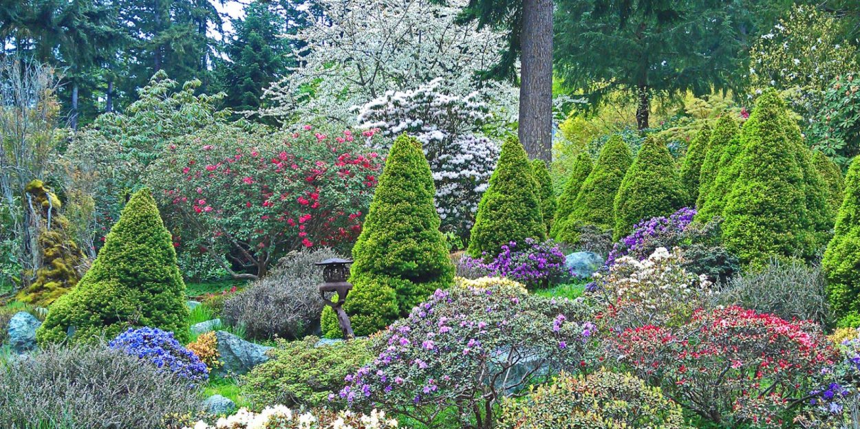 Рододендрон с хвойниками в ландшафтном