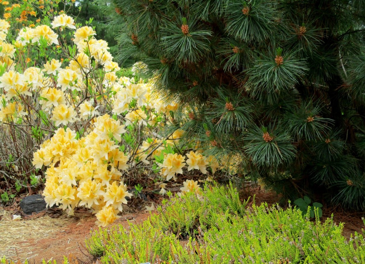 Лапчатка рододендрон