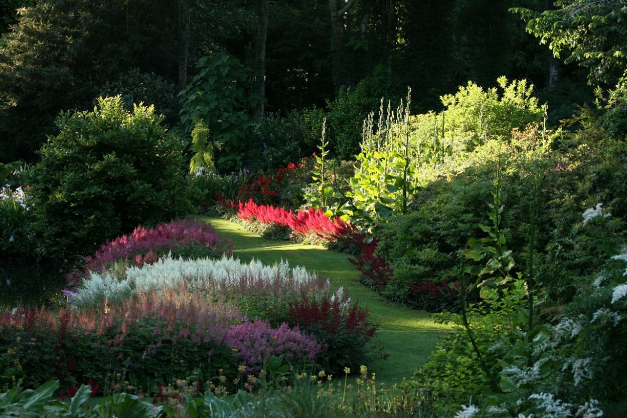 Астильба в долине реки клена частный сад в Саутленд новая Зеландия