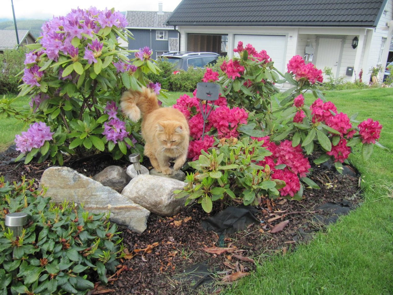 Клумба с рододендроном и гортензией