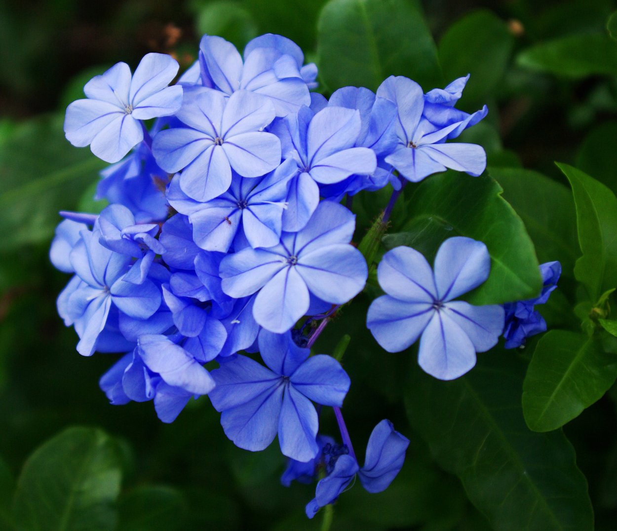 Растение голубой плюмбаго