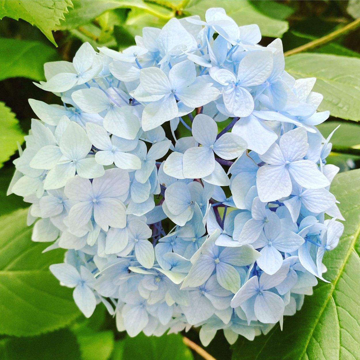 Гортензия Инспаер крупнолистная