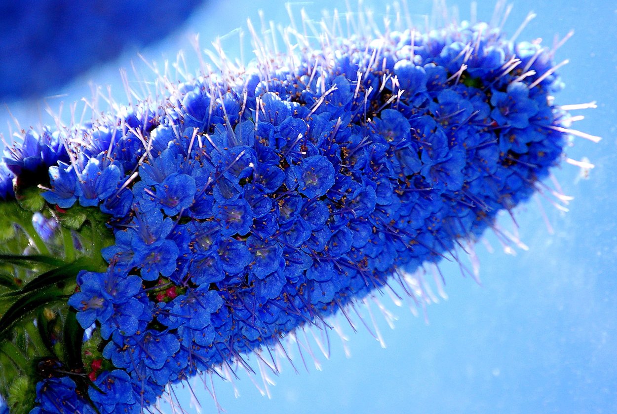 Экзотические синие цветы