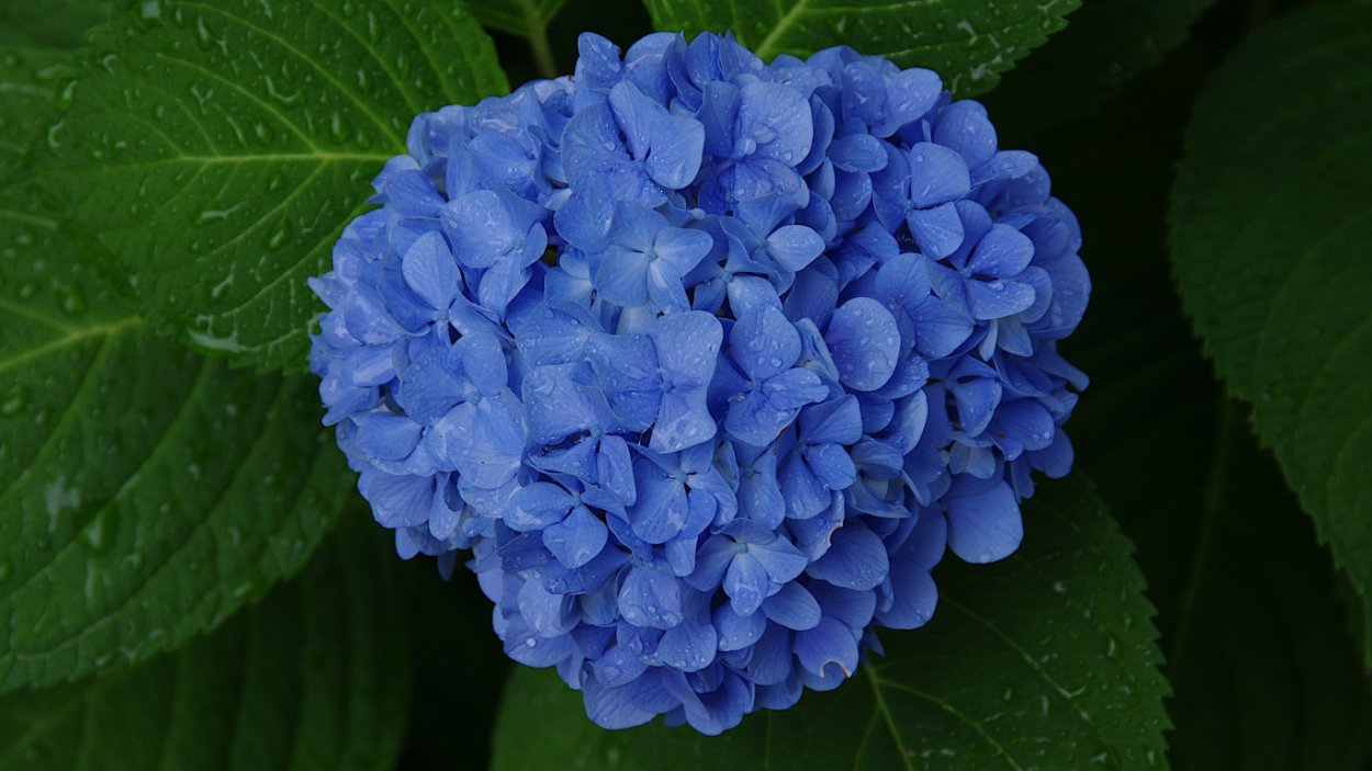 Гортензия Blue Danube