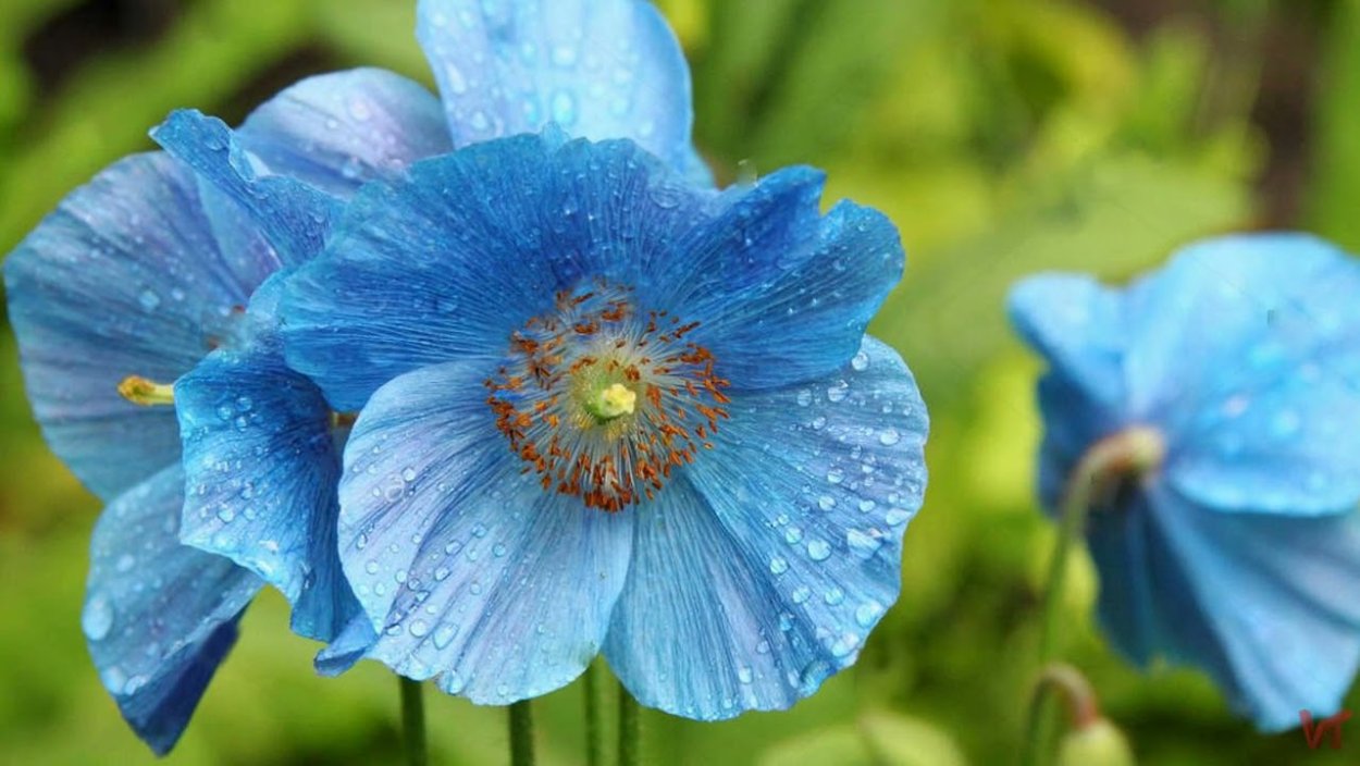 Меконопсис буквицелистный