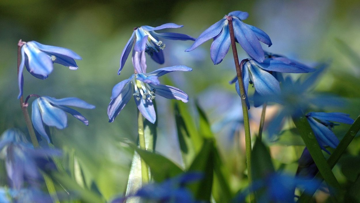 Цветок пролеска Сибирская