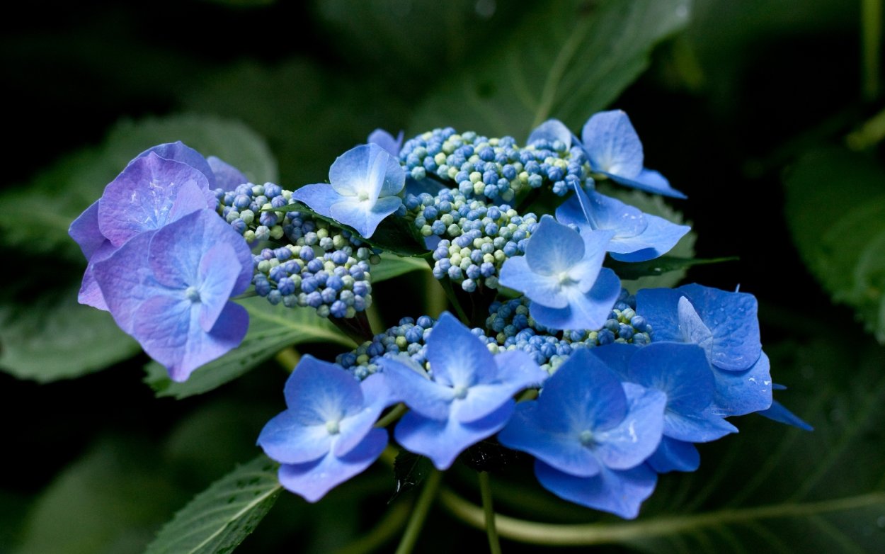 Гортензия дуболистная Ice Crystal