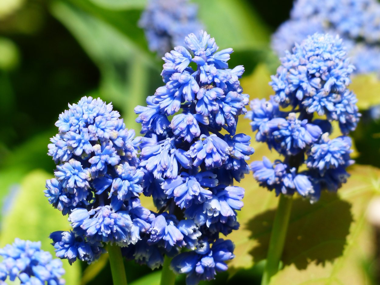 Мускари Арменикум