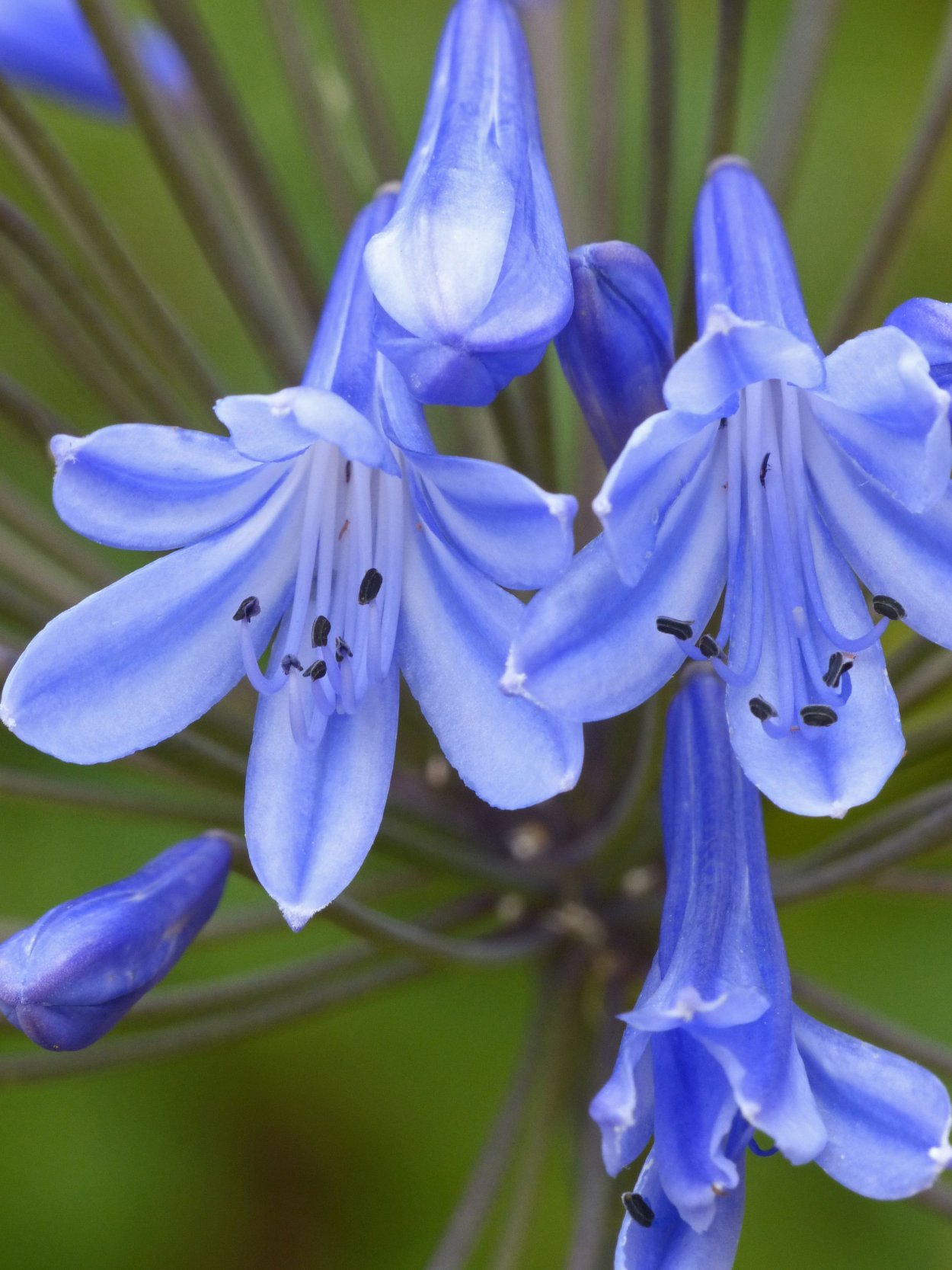 Растение с голубыми цветами