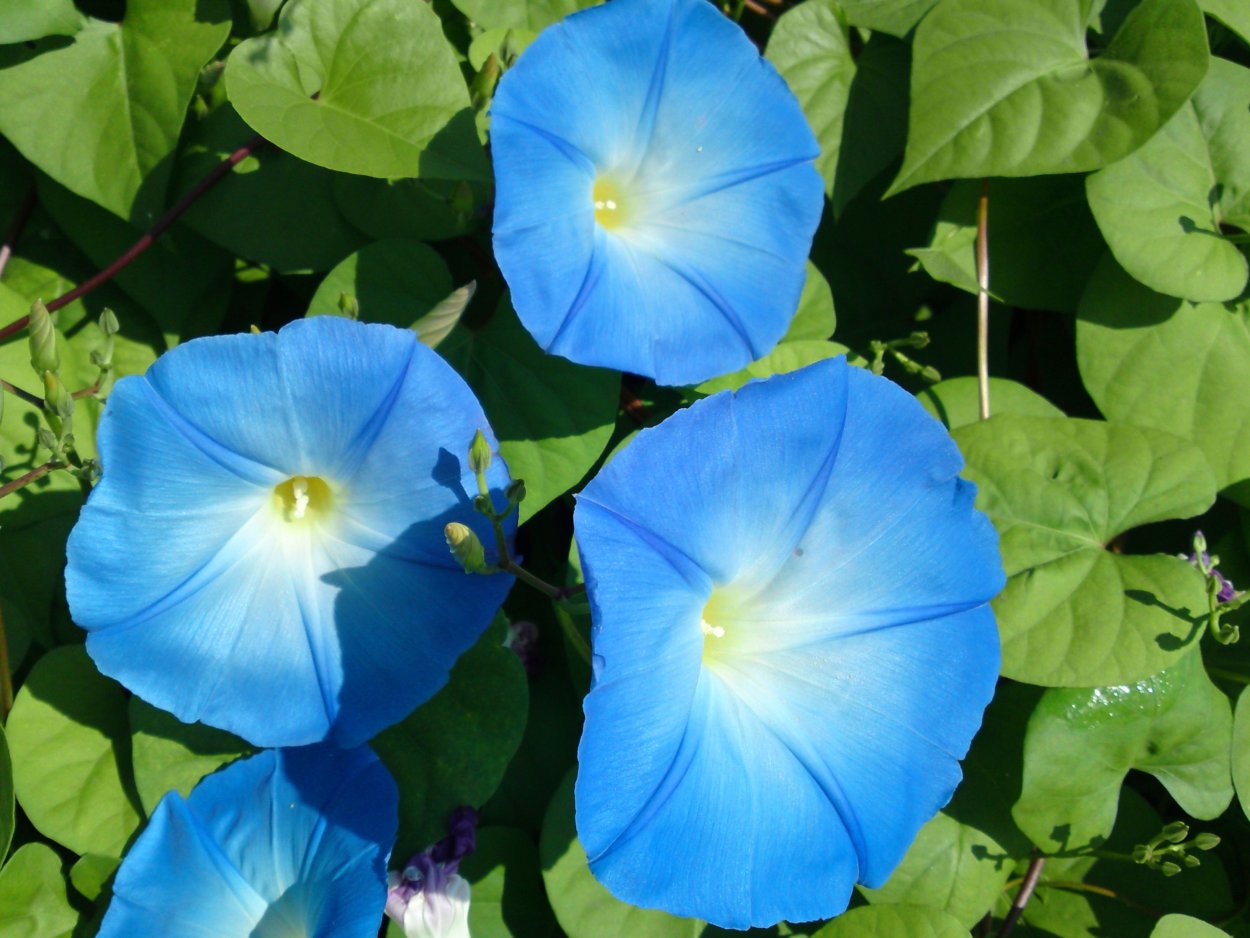 Ипомея Пикоти голубая