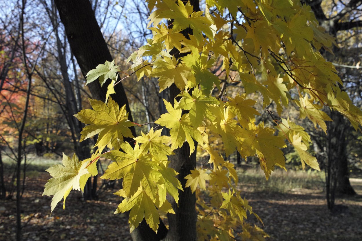 Остролистный красный кустарники