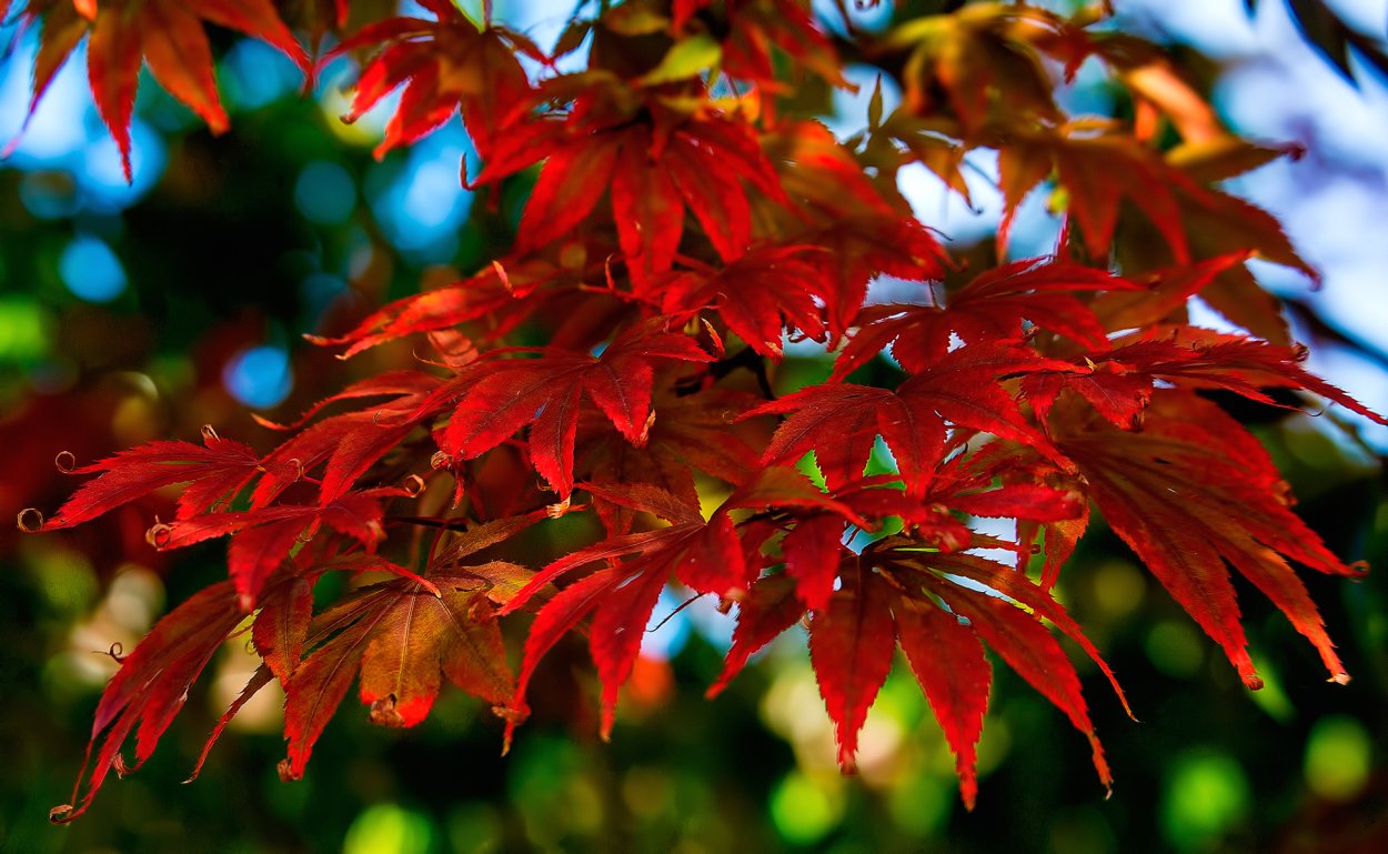 Клен сахарный остролистный