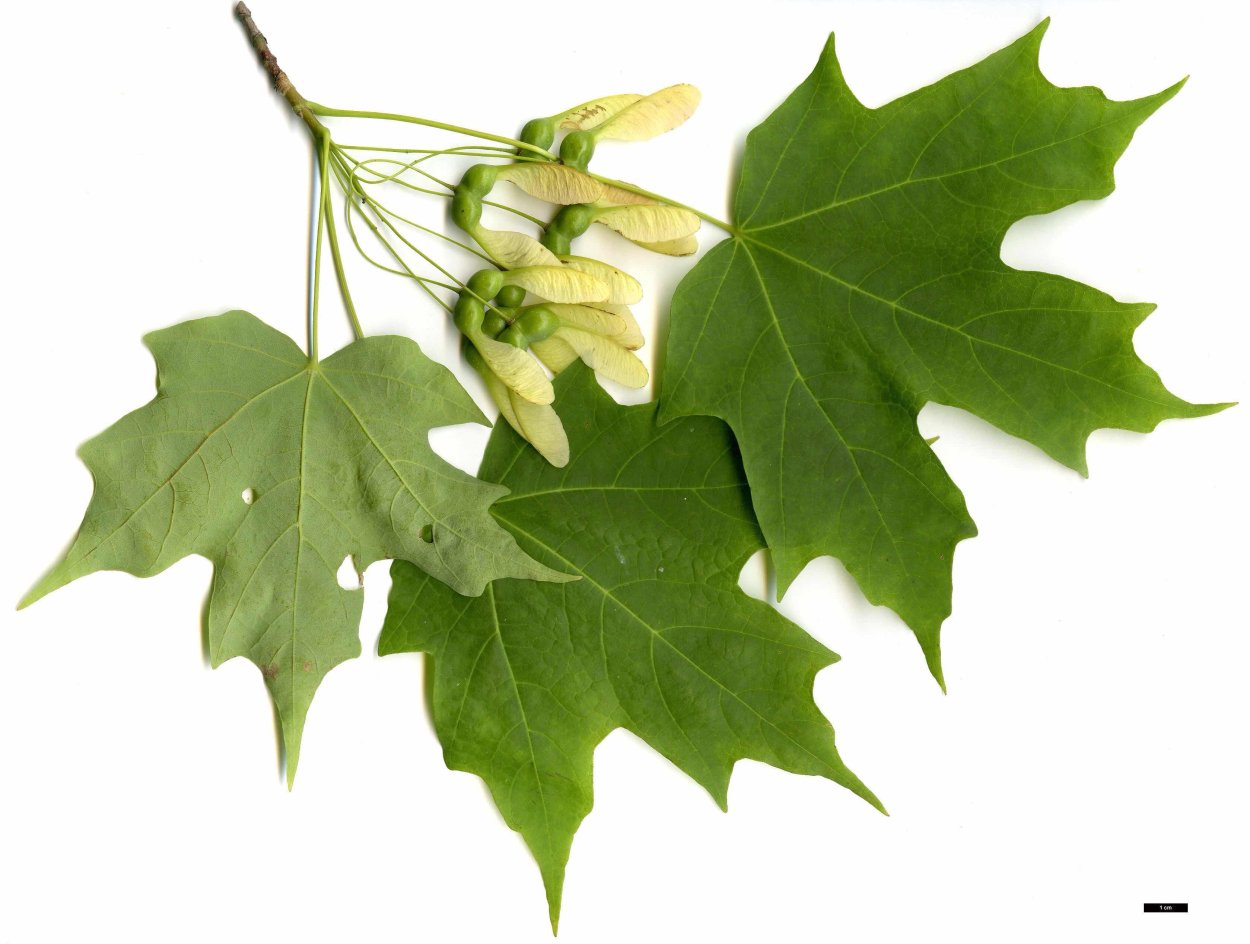 Клен сахаристый Saccharum