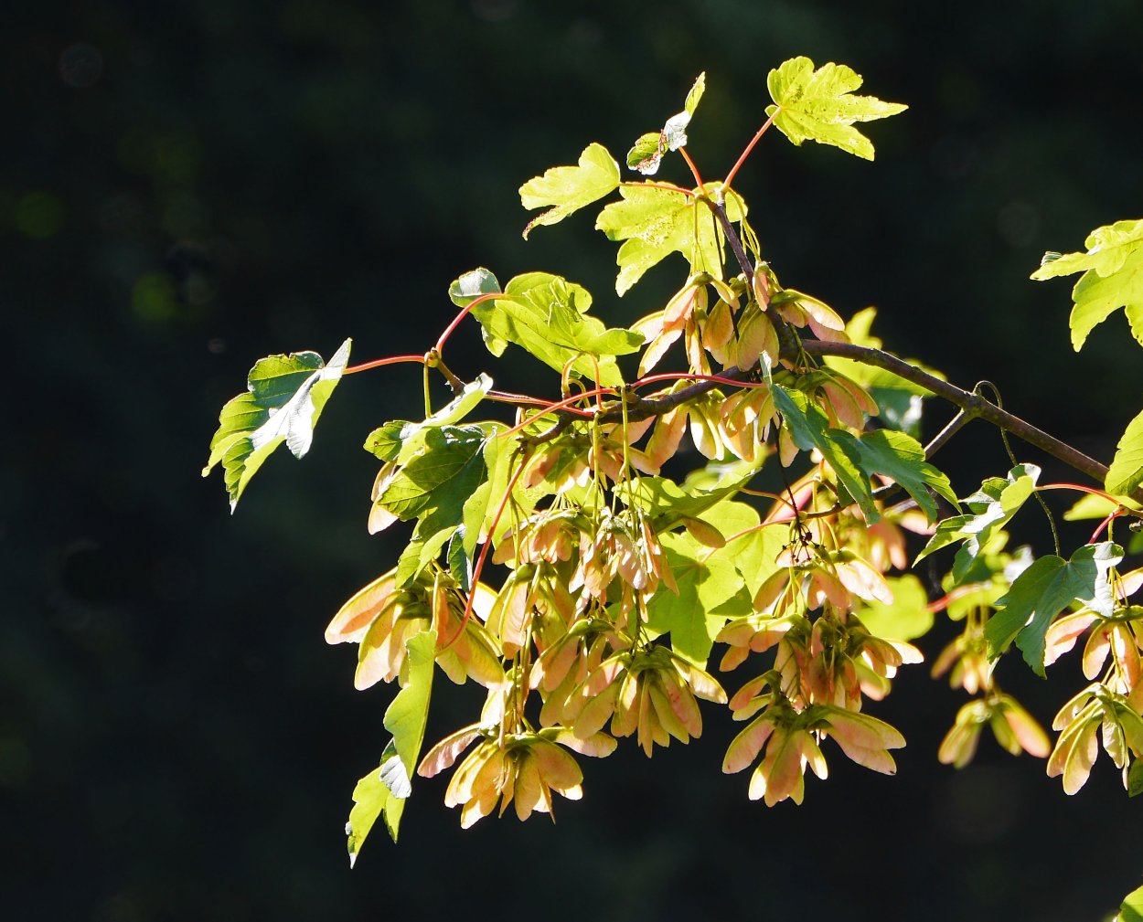 Клен ясенелистный дерево