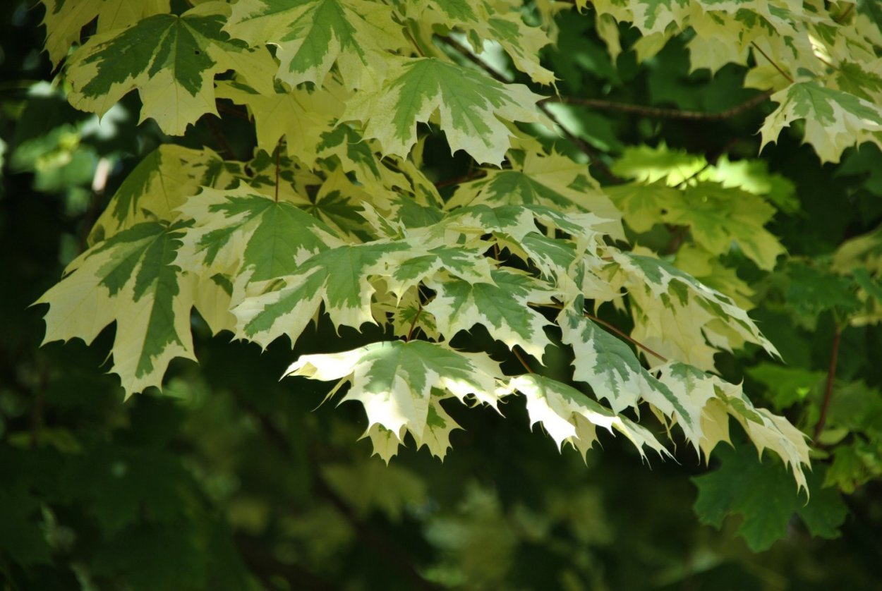 Дальневосточный клен мелколистный